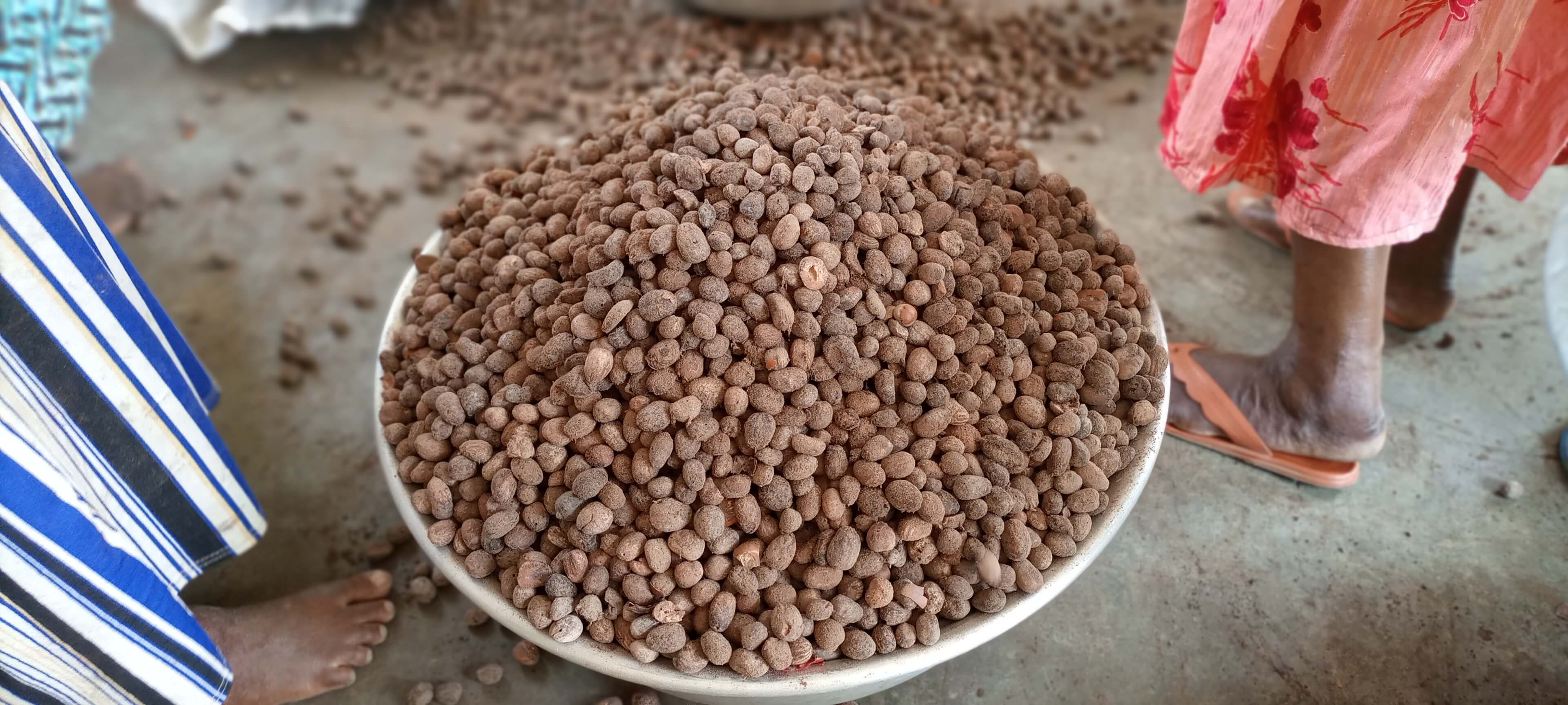 Shea nuts before processing, photographed by Baraka
