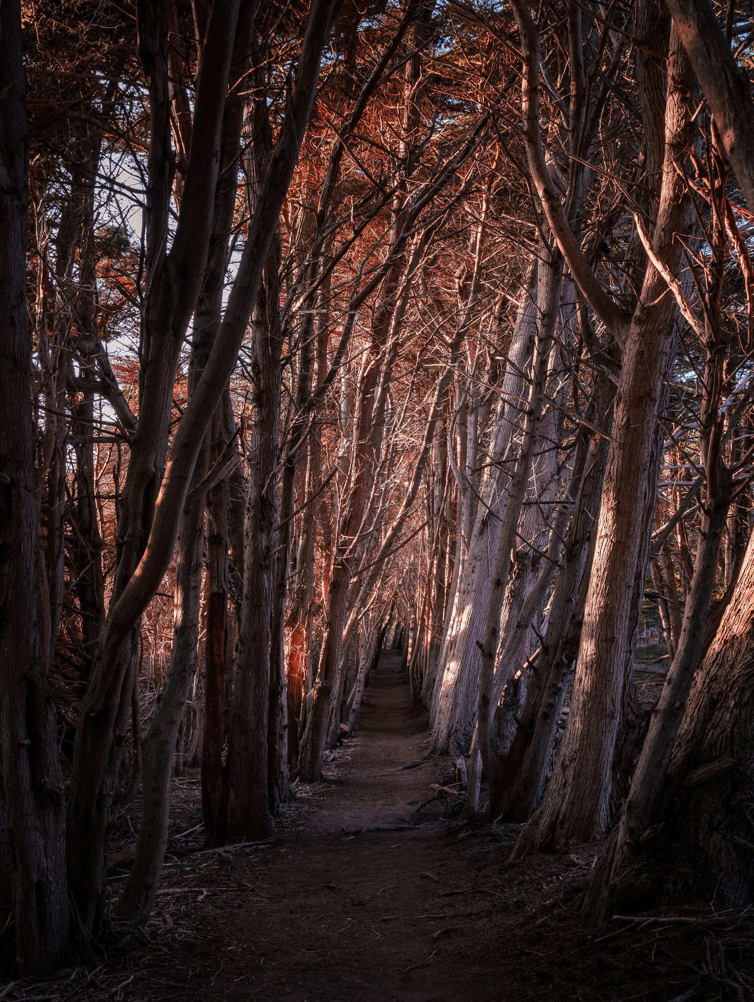 A wooded public path on San Simeon Point