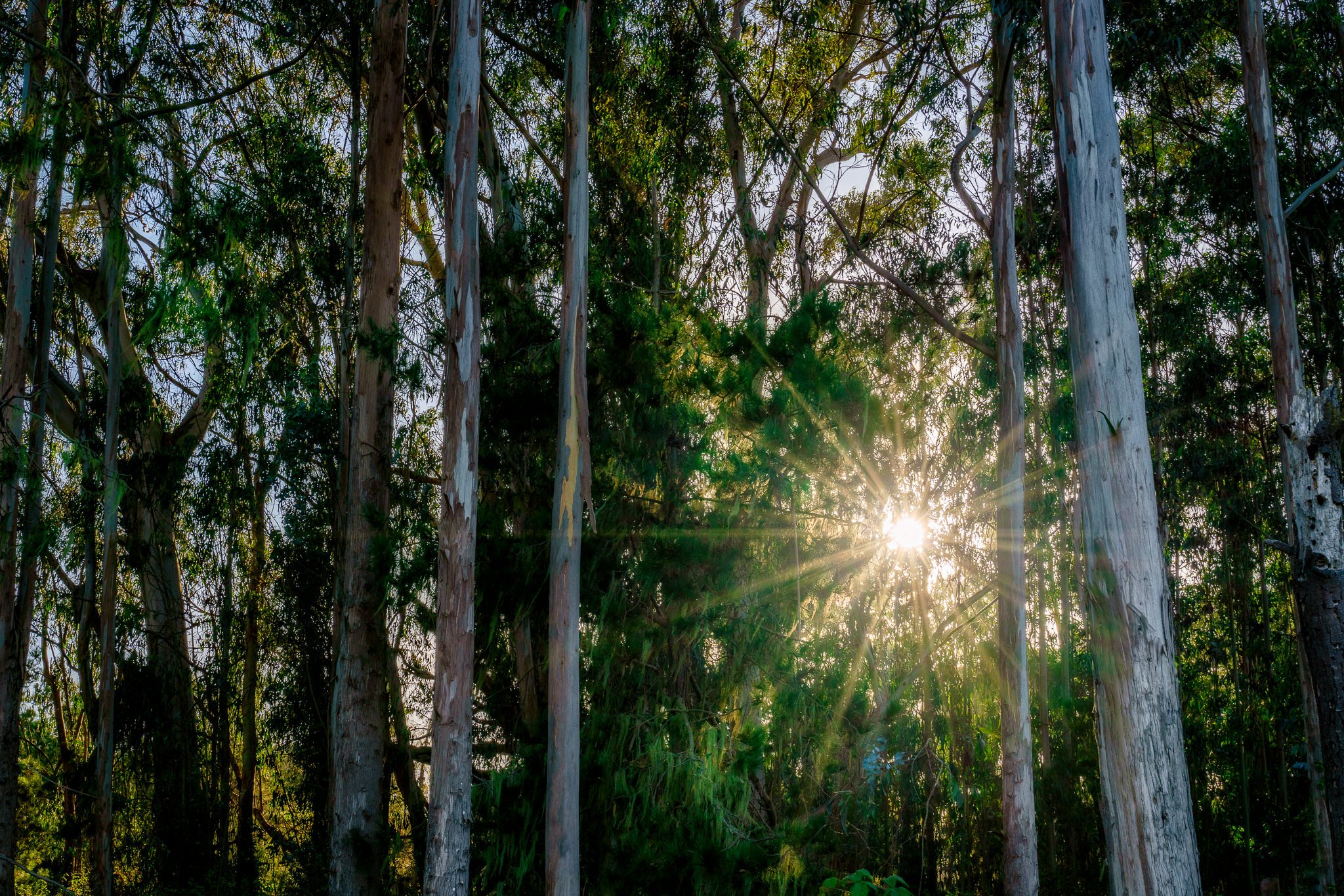 Sunlight through the coastal trees at San Simeon Point