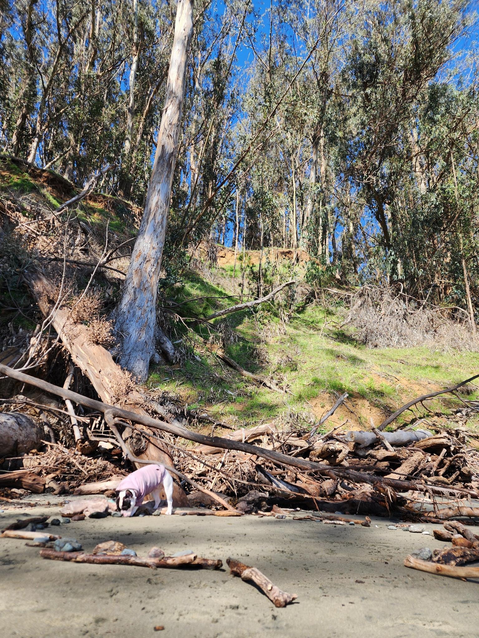 Fallen trees and driftwood along the cove after the storm