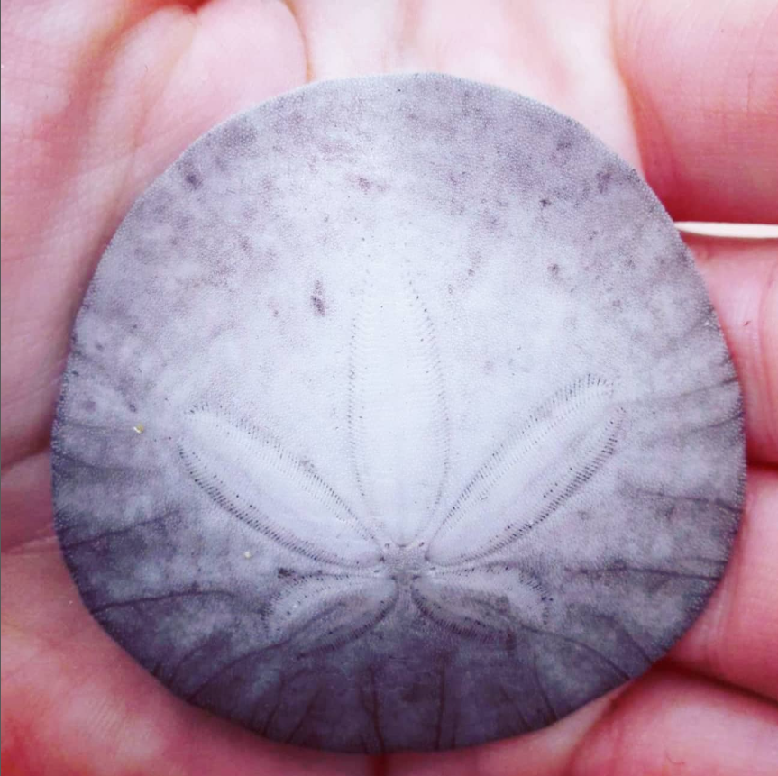 A delicate sand dollar resting in Andie’s palm.